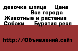 девочка шпица  › Цена ­ 40 000 - Все города Животные и растения » Собаки   . Бурятия респ.